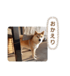 柴犬ころ(日常編)（個別スタンプ：12）