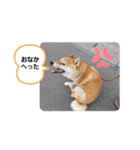 柴犬ころ(日常編)（個別スタンプ：13）