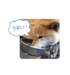 柴犬ころ(日常編)（個別スタンプ：14）