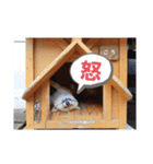 柴犬ころ(日常編)（個別スタンプ：15）