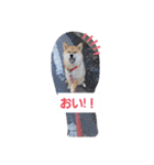 柴犬ころ(日常編)（個別スタンプ：16）