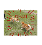 柴犬ころ(日常編)（個別スタンプ：17）