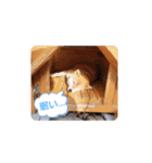 柴犬ころ(日常編)（個別スタンプ：18）