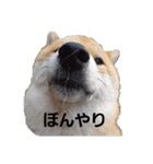 柴犬ころ(日常編)（個別スタンプ：19）