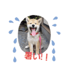 柴犬ころ(日常編)（個別スタンプ：20）