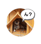 柴犬ころ(日常編)（個別スタンプ：22）
