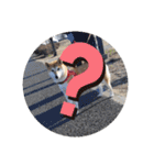柴犬ころ(日常編)（個別スタンプ：23）
