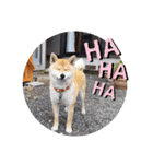 柴犬ころ(日常編)（個別スタンプ：24）