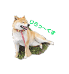 柴犬ころ(日常編)（個別スタンプ：25）