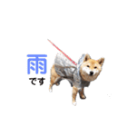 柴犬ころ(日常編)（個別スタンプ：26）