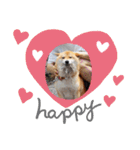 柴犬ころ(日常編)（個別スタンプ：27）