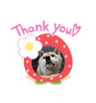 柴犬ころ(日常編)（個別スタンプ：28）