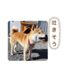 柴犬ころ(日常編)（個別スタンプ：29）