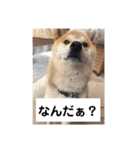 柴犬ころ(日常編)（個別スタンプ：30）