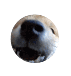 柴犬ころ(日常編)（個別スタンプ：31）