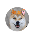 柴犬ころ(日常編)（個別スタンプ：32）
