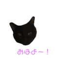 キュートな猫ちゃんスタンプ（個別スタンプ：1）