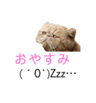 キュートな猫ちゃんスタンプ（個別スタンプ：2）