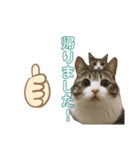 キュートな猫ちゃんスタンプ（個別スタンプ：3）