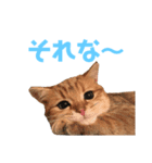 キュートな猫ちゃんスタンプ（個別スタンプ：4）