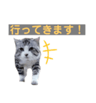 キュートな猫ちゃんスタンプ（個別スタンプ：5）