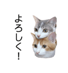 キュートな猫ちゃんスタンプ（個別スタンプ：7）