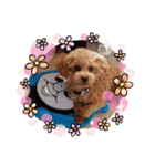 トイプードル1 toy poodle1（個別スタンプ：1）
