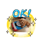 トイプードル1 toy poodle1（個別スタンプ：2）