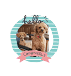 トイプードル1 toy poodle1（個別スタンプ：3）