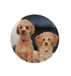トイプードル1 toy poodle1（個別スタンプ：4）