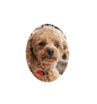 トイプードル1 toy poodle1（個別スタンプ：5）