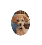 トイプードル1 toy poodle1（個別スタンプ：6）