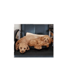 トイプードル1 toy poodle1（個別スタンプ：7）