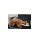 トイプードル1 toy poodle1（個別スタンプ：8）