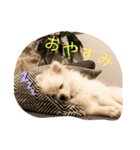 ポメマルうにの毎日すたんぷ（個別スタンプ：1）