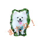 ポメマルうにの毎日すたんぷ（個別スタンプ：4）
