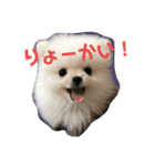 ポメマルうにの毎日すたんぷ（個別スタンプ：5）