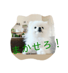 ポメマルうにの毎日すたんぷ（個別スタンプ：11）
