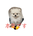 ポメマルうにの毎日すたんぷ（個別スタンプ：13）