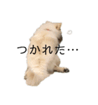 ポメマルうにの毎日すたんぷ（個別スタンプ：14）