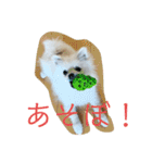 ポメマルうにの毎日すたんぷ（個別スタンプ：16）