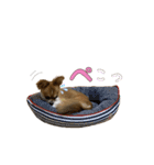 ごろちゃんスタンプ。（個別スタンプ：3）
