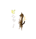ごろちゃんスタンプ。（個別スタンプ：4）