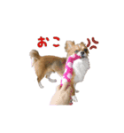 ごろちゃんスタンプ。（個別スタンプ：7）