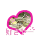 可愛いシマドジョウ6（個別スタンプ：20）