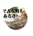 可愛いシマドジョウ6（個別スタンプ：22）