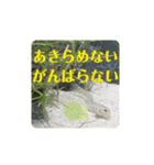 可愛いシマドジョウ6（個別スタンプ：24）