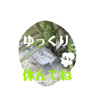 可愛いシマドジョウ6（個別スタンプ：31）