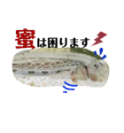 可愛いシマドジョウ6（個別スタンプ：36）