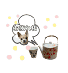 スムースチワワまるの日常（個別スタンプ：6）